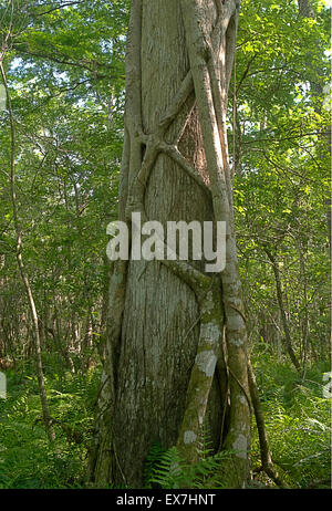 Eine Würgefeige (Ficus Aurea) einer Sumpfzypresse (Taxodium Distichum) Kletterbaum in Corkscrew Swamp Sanctuary Stockfoto