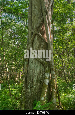 Eine Würgefeige (Ficus Aurea) einer Sumpfzypresse (Taxodium Distichum) Kletterbaum in Corkscrew Swamp Sanctuary Stockfoto