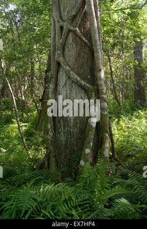 Eine Würgefeige (Ficus Aurea) einer Sumpfzypresse (Taxodium Distichum) Kletterbaum in Corkscrew Swamp Sanctuary Stockfoto