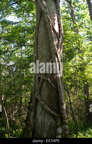 Eine Würgefeige (Ficus Aurea) einer Sumpfzypresse (Taxodium Distichum) Kletterbaum in Corkscrew Swamp Sanctuary Stockfoto