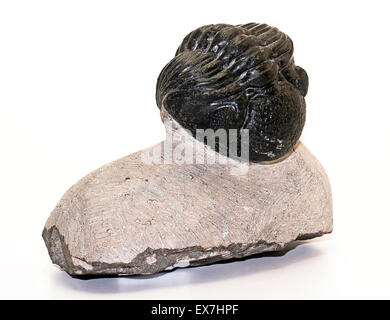 Trilobiten fossilen, Drotops Megalomanicus aus Marokko Stockfoto