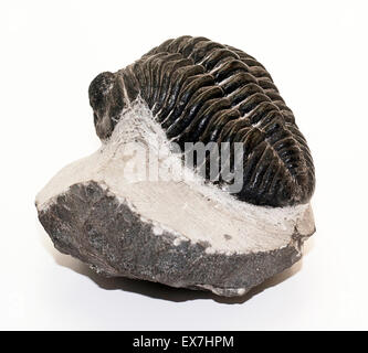 Trilobiten fossilen, Drotops Megalomanicus aus Marokko Stockfoto