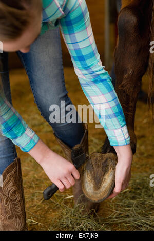 Teenager-Mädchen Reinigung Pferd HUF Stockfoto