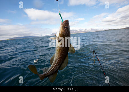 Fang von Kabeljau Meeresangelns auf einem Charter Boot Reykjavik Island Stockfoto