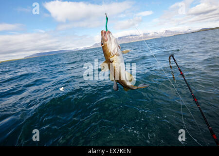 Fang von Kabeljau Meeresangelns auf einem Charter Boot Reykjavik Island Stockfoto