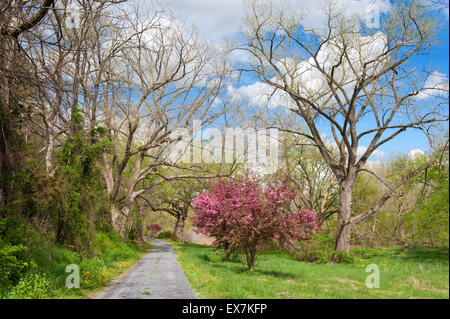 Schotterstraße im Frühling, Shenandoah Valley, Virginia, USA. Stockfoto