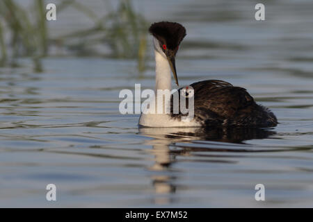 Western Grebe (Aechmophorus Occidentalis) Stockfoto