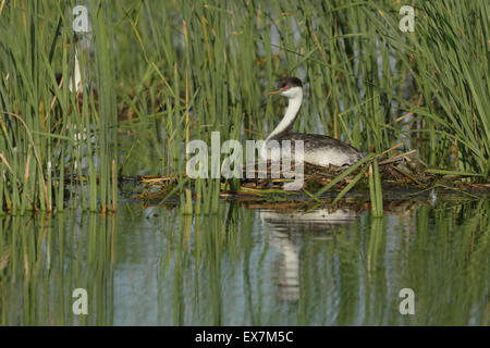 Western Grebe (Aechmophorus Occidentalis) Stockfoto