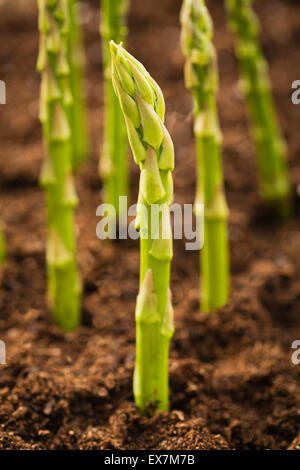 Spargel wächst in Schmutz Stockfoto