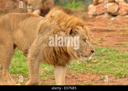 Barbary Lion, Panthera Leo, Rabat Zoo, Marokko, Männlich Stockfoto