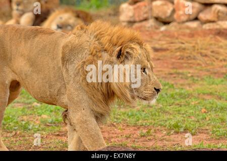 Barbary Lion, Panthera Leo, Rabat Zoo, Marokko, Männlich Stockfoto