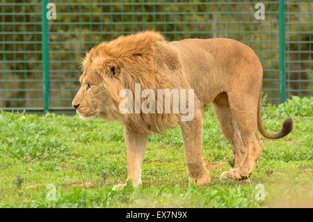 Barbary Lion, Panthera Leo, Rabat Zoo, Marokko, Männlich Stockfoto