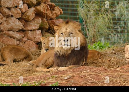 Barbary Lion, Panthera Leo, Rabat Zoo, Marokko, Männlich Stockfoto