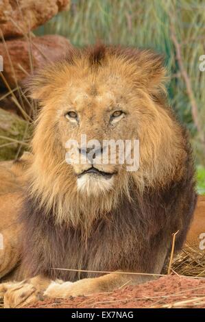 Barbary Lion, Panthera Leo, Rabat Zoo, Marokko, Männlich Stockfoto