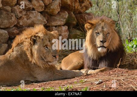 Barbary Lion, Panthera Leo, Rabat Zoo, Marokko, Männlich Stockfoto