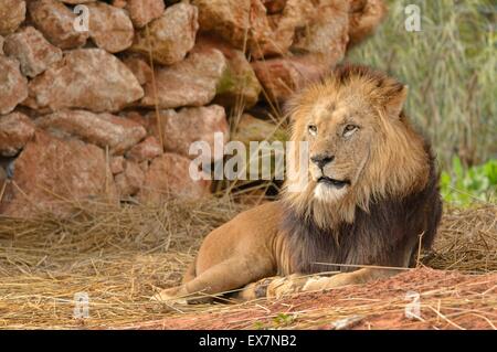 Barbary Lion, Panthera Leo, Rabat Zoo, Marokko, Männlich Stockfoto