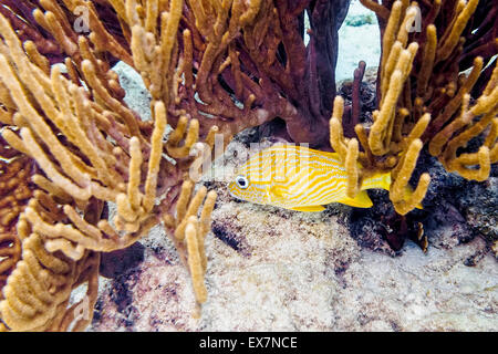 Französisch-Grunt navigieren, obwohl stacheligen Gorgonien Korallen am See in Bonaire Website Stockfoto