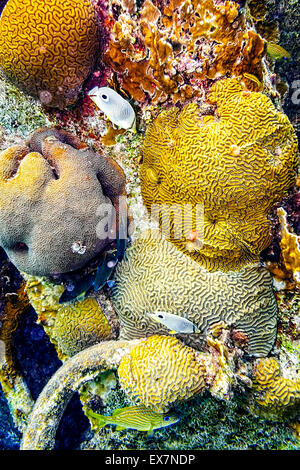 Foureye Buterflyfishes unter Gehirn Korallen schwimmen Stockfoto