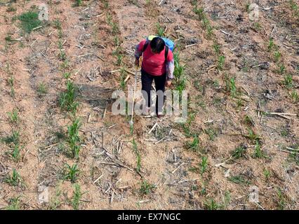 Chuxiong, chinesischen Provinz Yunnan. 8. Juli 2015. Ein Bauer sprüht Pestizide auf Mais Sämlinge auf einem ausgetrockneten Feld in Xinqiao Gemeinde, Yi autonomen Präfektur Chuxiong, Südwesten der chinesischen Provinz Yunnan, 8. Juli 2015. Die anhaltende Dürre in Chuxiong betroffen waren fast 210.000 Menschen und 53.360 Hektar Ackerland. Bildnachweis: Yang Zongyou/Xinhua/Alamy Live-Nachrichten Stockfoto