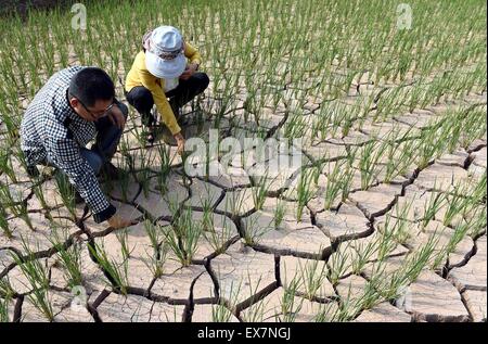 Chuxiong, chinesischen Provinz Yunnan. 8. Juli 2015. Andere Personen besuchen Reis Sämlinge auf einem ausgetrockneten Feld in Xinqiao Gemeinde, Yi autonomen Präfektur Chuxiong, Südwesten der chinesischen Provinz Yunnan, 8. Juli 2015. Die anhaltende Dürre in Chuxiong betroffen waren fast 210.000 Menschen und 53.360 Hektar Ackerland. Bildnachweis: Yang Zongyou/Xinhua/Alamy Live-Nachrichten Stockfoto