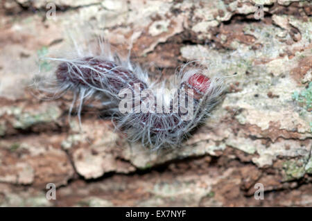 Walnuss Raupe (Datana Integerrima). Stockfoto