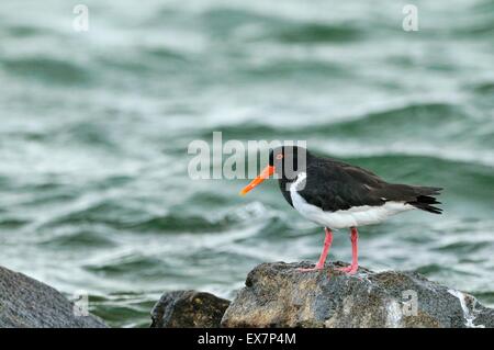 Trauerschnäpper Austernfischer Haematopus Longirostris fotografiert in Tasmanien, Australien Stockfoto