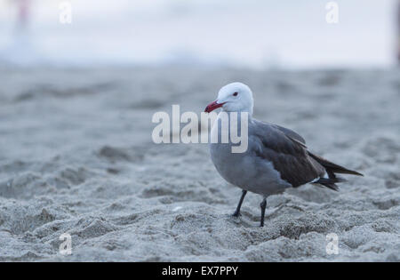 Kalifornien Gull (Larus Californicus) stehen am Strand in der Nähe von Pazifischer Ozean Stockfoto