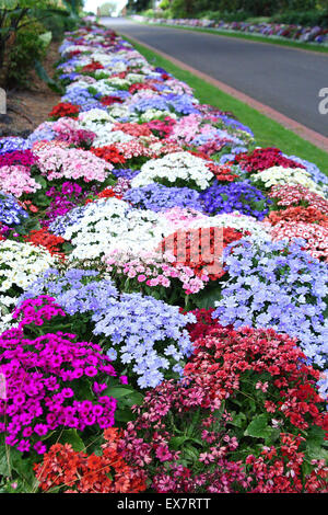 Bunte Blumenbeete im Fitzroy Gardens Melbourne Victoria Australien Stockfoto