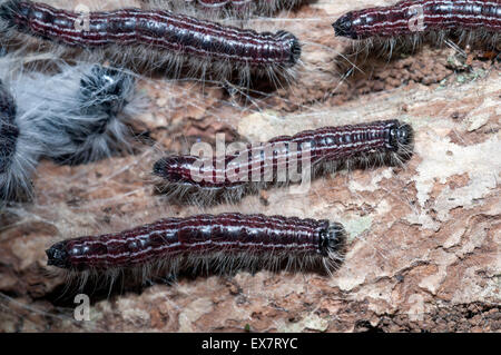 Walnuss Raupe (Datana Integerrima). Stockfoto