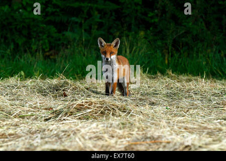 Unsere grösste Raubtier auf den britischen Inseln, die schöne Red Fox, British Wildlife es ist am besten, Fuchs, urban Fuchs & Landschaft Stockfoto
