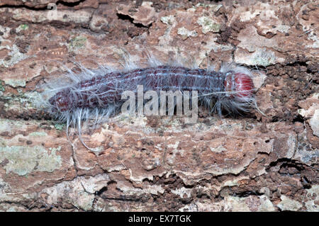 Walnuss Raupe (Datana Integerrima). Stockfoto