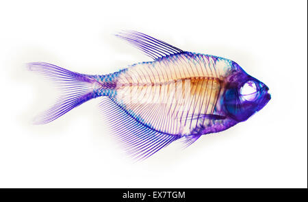 Fisch Skelett Anatomie Stockfoto