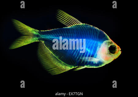 Fisch Skelett Anatomie Stockfoto