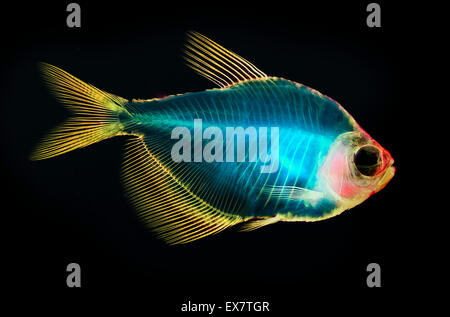 Fisch Skelett Anatomie Stockfoto