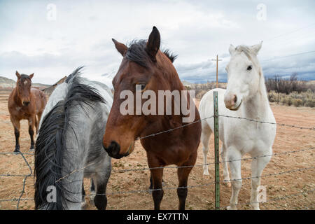 Vier Pferde in einer Scheune im Südwesten Utah Stockfoto