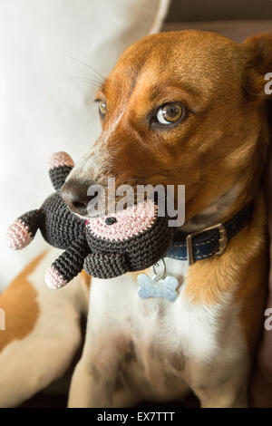 Mischling Welpen beißen ihr Spielzeug Stockfoto