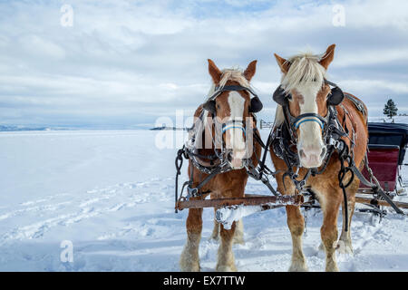 Schlittenfahrten Sie mit den Pferden im Winter, Bryce Canyon, Utah Stockfoto