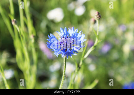 Geniale blaue Kornblume auf grün Stockfoto