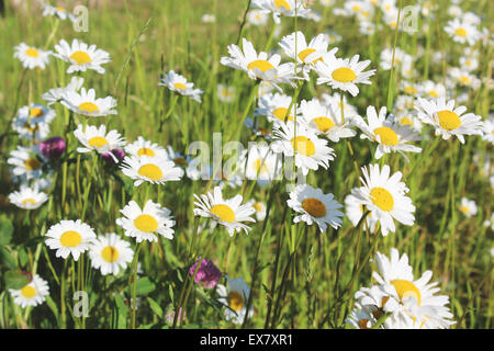 Margeriten in der Sommersonne Stockfoto