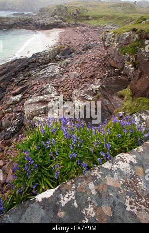 Glockenblumen auf Rubha Coigeach in Assynt, Schottland, Großbritannien. Stockfoto