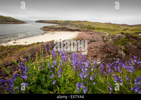 Glockenblumen auf Rubha Coigeach in Assynt, Schottland, Großbritannien. Stockfoto