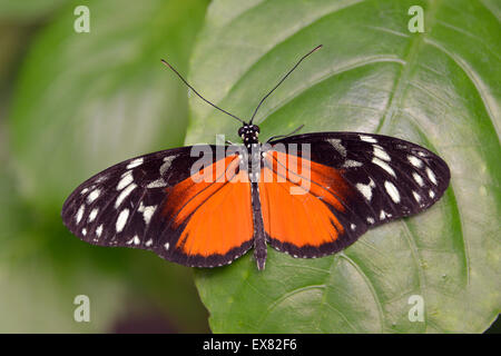 Tiger Longwing Schmetterling auf Blatt Stockfoto