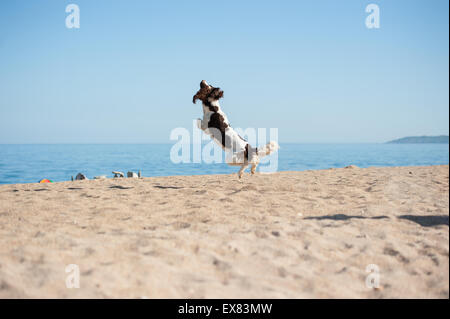 Springer Spaniel in die Luft springen Stockfoto