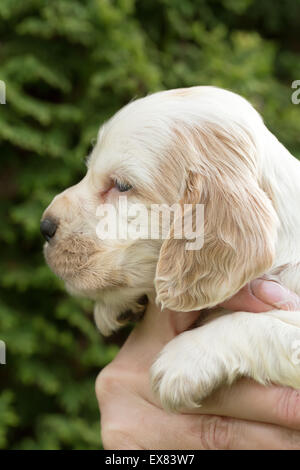 Suche English Cocker Spaniel Welpen, 24 Tage hand alt im Freien bei Frau Stockfoto
