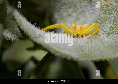 Gelbe Krabbe Spider Arachnid im Hinterhalt auf einem Blatt. Lemnos / Insel Limnos, Griechenland. Stockfoto