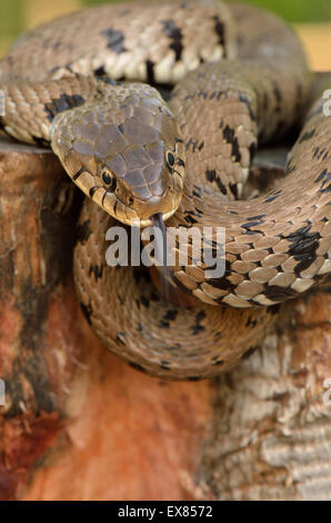 Erwachsenen Ringelnatter oder geringelten Schlange (Natrix Natrix Heveltica), Garfagnana, Toskana, Italien Stockfoto