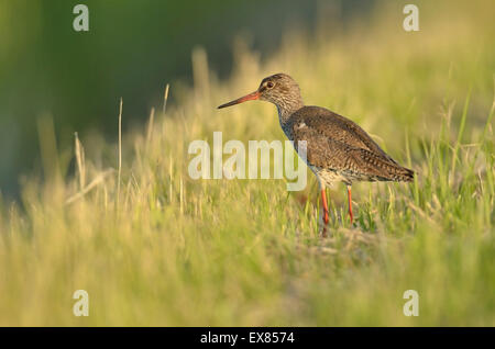 Rotschenkel (Tringa Totanus), Erwachsene, im Abendlicht, Nordholland, Niederlande Stockfoto