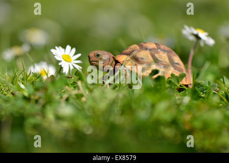 Sporn-thighed Tortoise (Testudo Graeca Terrestris) Jungtier in der Wiese, Lykien, Südwest-Türkei Stockfoto