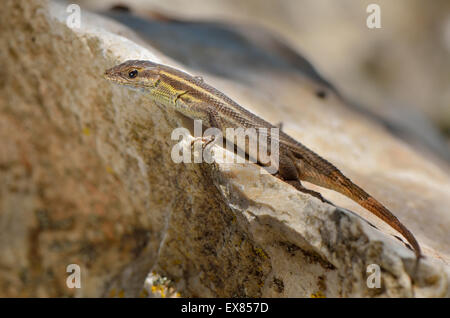 Erwachsene Schlange-eyed Lizard (Ophisops Elegans Macrodactylus) sonnen sich auf Rock, Lykien, Südwestküste Türkei Stockfoto