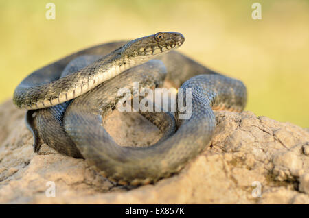 Erwachsenen Würfel Schlange (Natrix Tessellata), Patara Ruinen, Lykien, Lykische Küste, Südwestküste Türkei Stockfoto